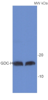 GDC-H | H protein of glycine decarboxylase complex (GDC) in the group Antibodies Plant/Algal / Mitochondria | Respiration at Agrisera AB (Antibodies for research) (AS05 074)